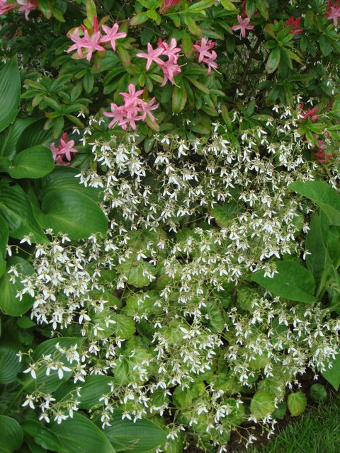 Saxifraga stolonifera